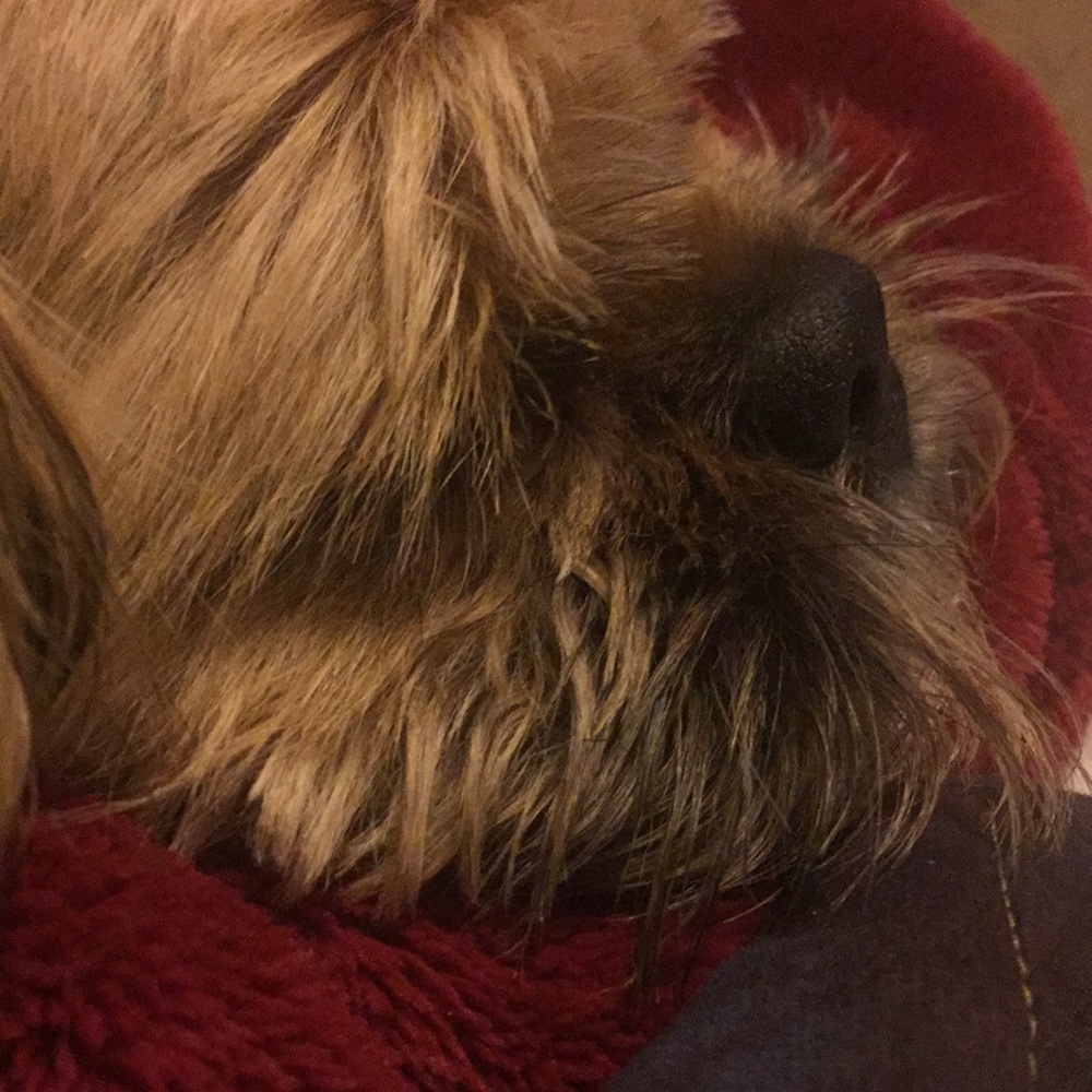 Meet your Posher, Babette